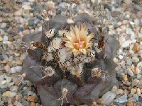 Turbinicarpus swobodae ©JLcoll.4428.jpg